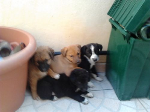 cuccioli_campagna