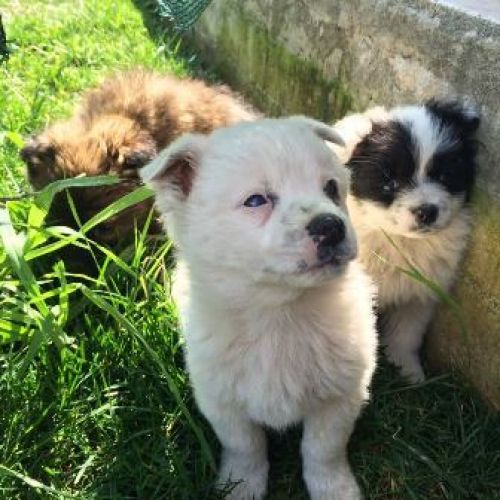 cuccioli_castelvenere3