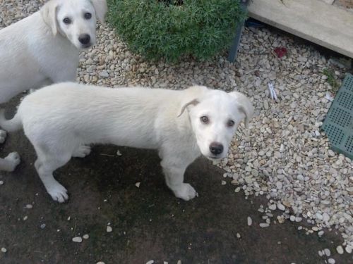cuccioli_labrador
