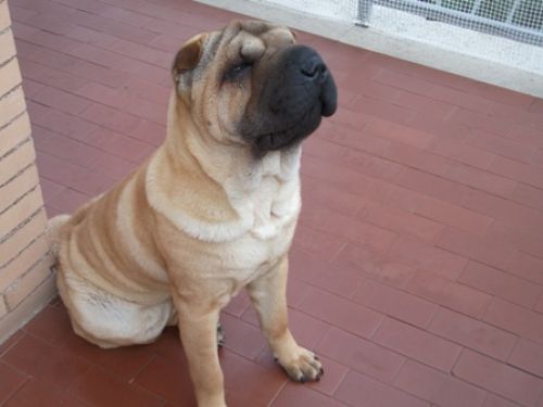 cucciolo_sharpei