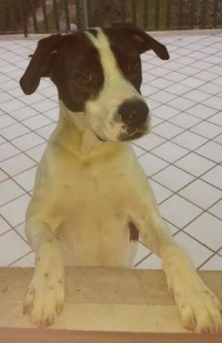 incrocio_dogo