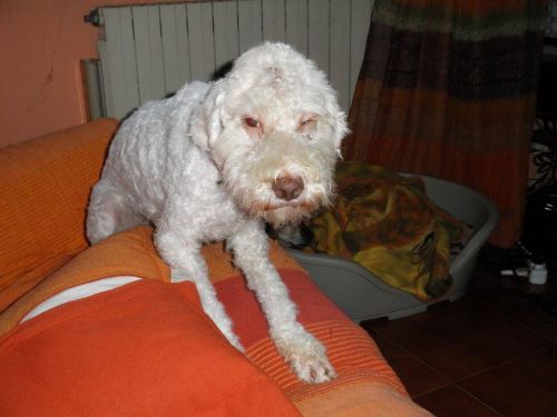 lagotto1_copy