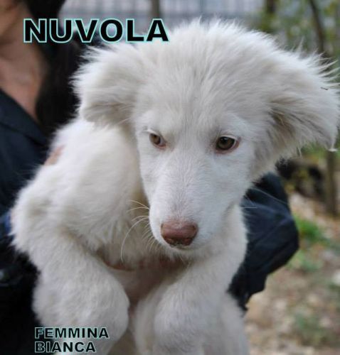 nuvola