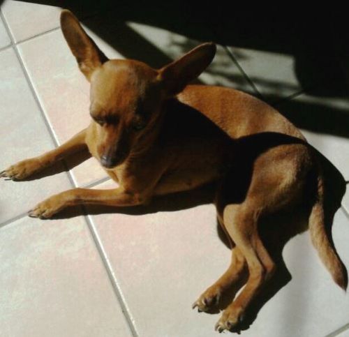 pinscher_smarrito