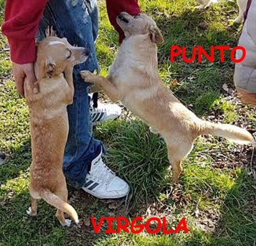 punto_virgola