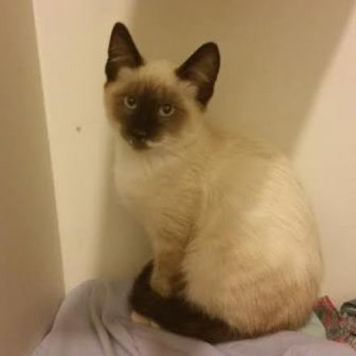 simil_siamese