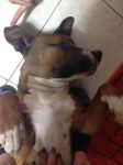 0sharon_pit