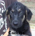 CACHITA_1