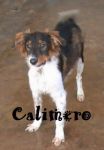 CALIMERO_2