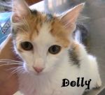 DOLLY_2