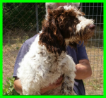 LUCIO_lagotto2