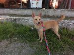 Lola_pinscher