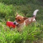 Maya_jackrussel2