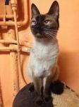 NOCCIOLINA_siamese1