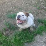 NORMA_bulldog1