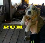 RUM_2