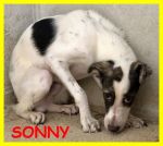 SONNYCHER_1