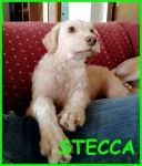 STECCA_2