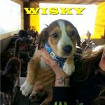 WISKY_1