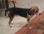 beagle_6mesi