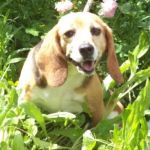 beagle_pomezia1