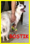 bostik