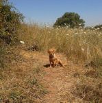 cagnolina