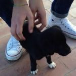cucciola_duemesi1