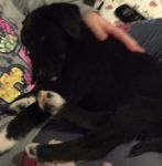 cucciola_duemesi2