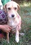 cuccioli_campagna_roma1