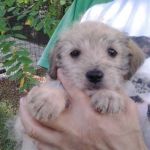 cuccioli_campagna_roma2