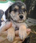 cuccioli_campagna_roma3