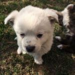 cuccioli_castelvenere