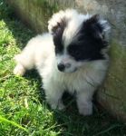 cuccioli_castelvenere2