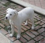 cuccioli_labrador1