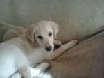 cuccioli_labrador2