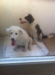 cuccioli_maremmani1