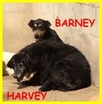 harvey-lucy-barney3