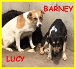 harvey-lucy-barney4