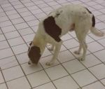 incrocio_dogo3