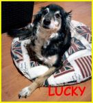 lucky-new_2