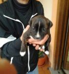 mix_boxer2