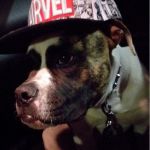 ostia-american-bulldog_3