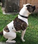 ostia-american-bulldog_5