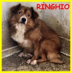 ringhio