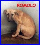 romolo-remo3