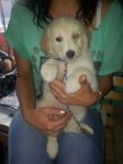 trudi