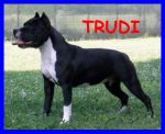 trudi_copy