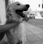 CARLOTTA_3