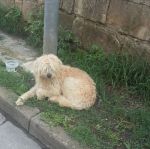LUCKY_1